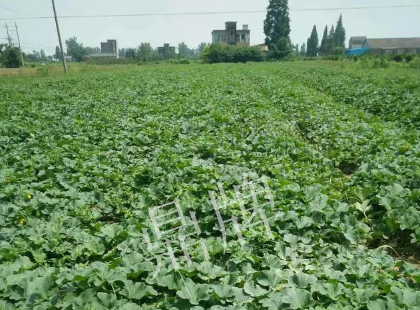 蔬菜種子種植戶客戶點評-今年秋季，什么甜瓜品種表現(xiàn)好？