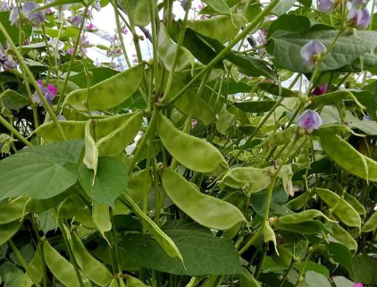 蔬菜種子種植戶客戶點評-一梭梭的，真是結(jié)坨了，“特早春”扁豆市斤批價達(dá)到10元