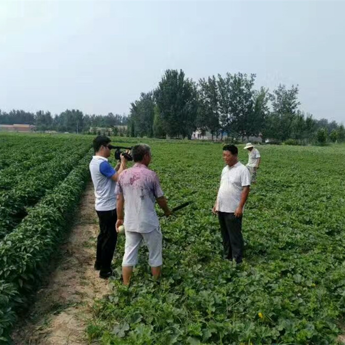 蔬菜種子種植戶鼎牌種植戶-記者采訪鼎牌品種種植戶（魚臺）