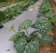 蔬菜種子種植戶客戶點評-無需噴農(nóng)藥的蔬菜，栽培簡單、效益高！