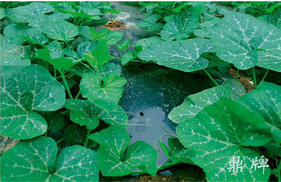 種這種綠葉菜，栽培輕松，畝產(chǎn)值過萬元，菜農(nóng)表示很劃算