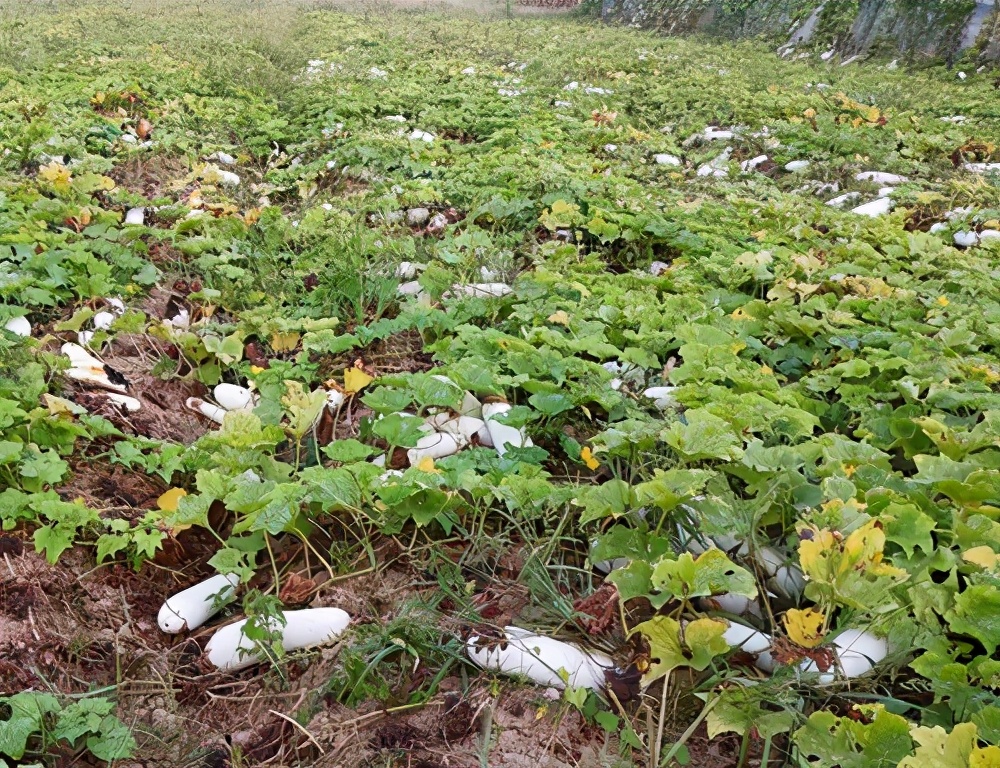 這個品種太優(yōu)秀了！耐儲耐運，適合大面積種植，菜農(nóng)瓜販都喜歡