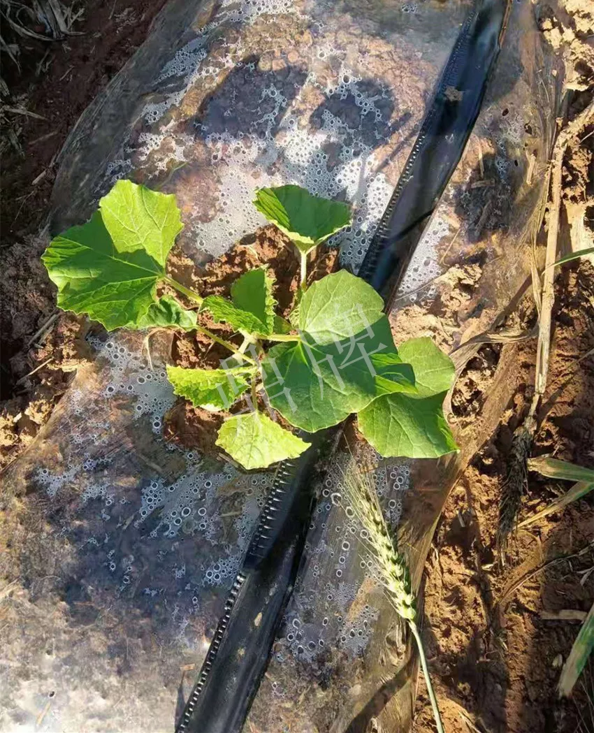 河南焦作的李向林今年種植甜瓜新品種，客戶直接拉貨走人