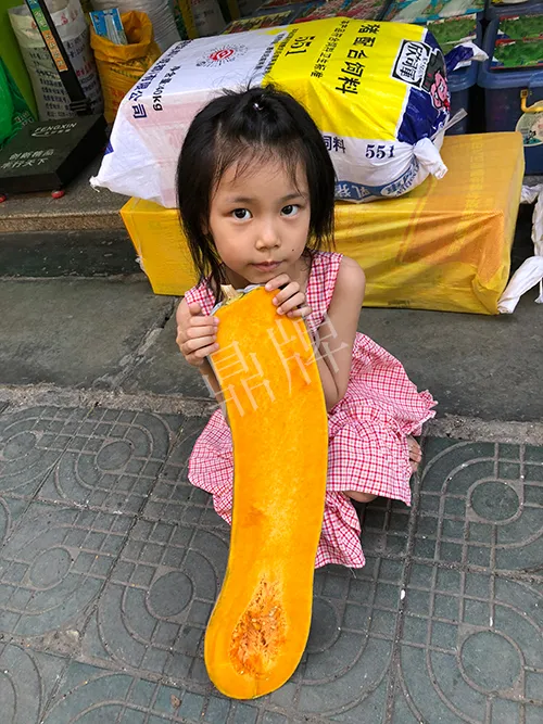 四川農(nóng)戶今年種“健美蜜本”南瓜產(chǎn)量高，品質(zhì)好，感覺(jué)巴適得很