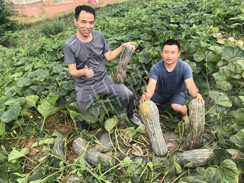 四川農(nóng)戶今年種“健美蜜本”南瓜產(chǎn)量高，品質(zhì)好，感覺(jué)巴適得很