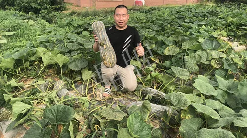 四川農(nóng)戶今年種“健美蜜本”南瓜產(chǎn)量高，品質(zhì)好，感覺(jué)巴適得很