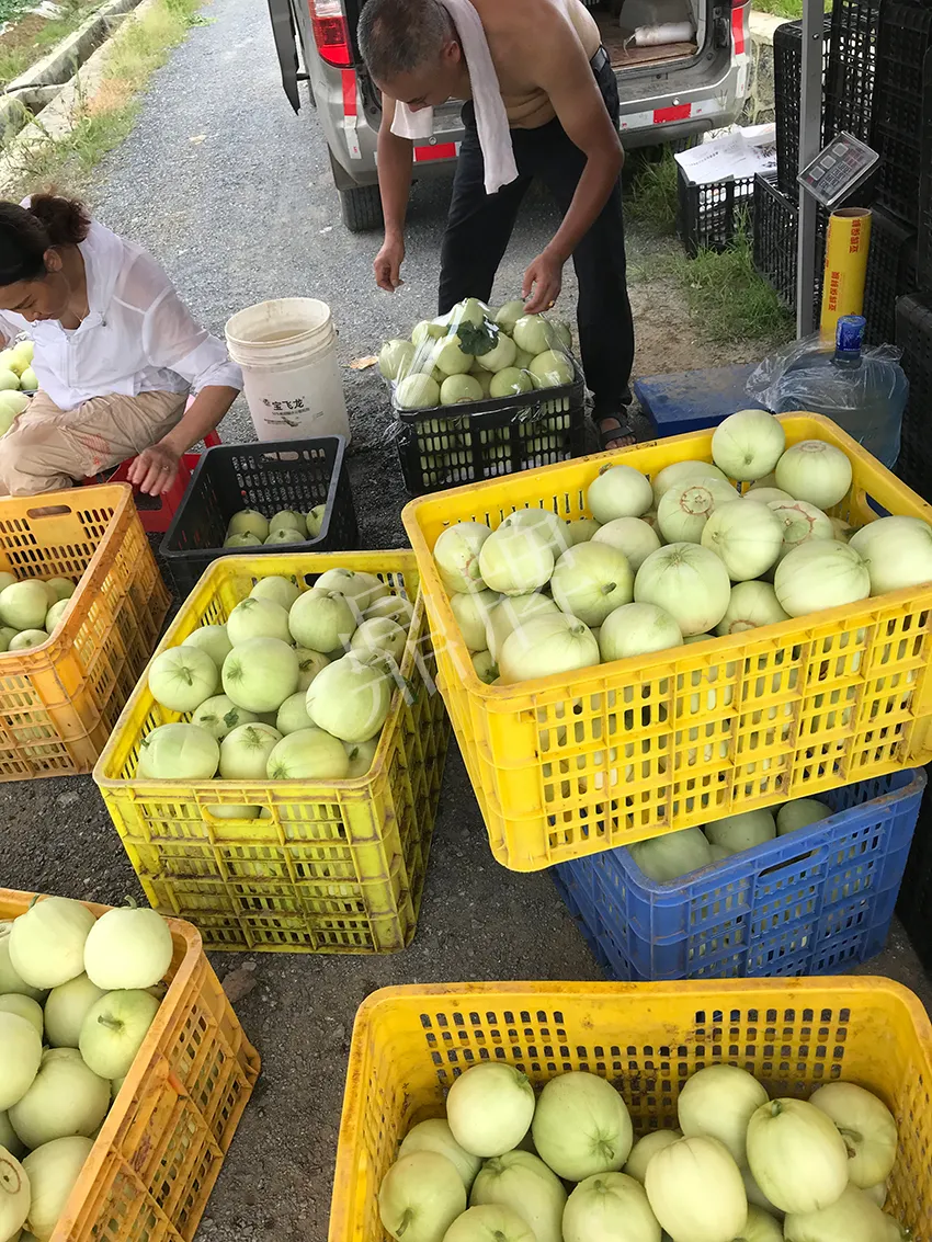 郴州農(nóng)戶種植新品種，果實又香又甜，很好賣