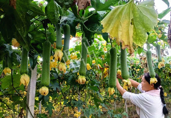 蔬菜種子種植戶客戶點(diǎn)評-8月，持續(xù)高溫下，這種絲瓜少見，少見！