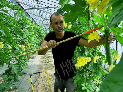 蔬菜種子種植戶客戶點(diǎn)評(píng)-這種絲瓜在法國，批發(fā)都是30元/kg