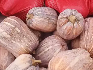 蔬菜種子種植戶客戶點評-今年，這個南瓜品種刷新了我的認知！您遇到過這種情況嗎？