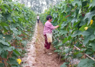 蔬菜種子種植戶客戶點評-85歲老奶奶，還是種植基地的領頭人，做的怎么樣？一起去看看…