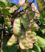 蔬菜種子種植戶客戶點評-價格好得讓種植者笑咪咪的，這個神奇的品種在霜降后還是串串結(jié)莢！