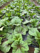 蔬菜種子種植戶客戶點評-第一次種植這種菜，現(xiàn)在可以上市了，大家?guī)臀医ㄗh一下，能賣個什么價格？
