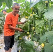 蔬菜種子種植戶客戶點評-干農(nóng)業(yè)，有喜悅嗎？有的，請看！